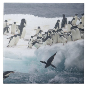Antarktika, Paulet-Insel. Adeliepinguine Fliese