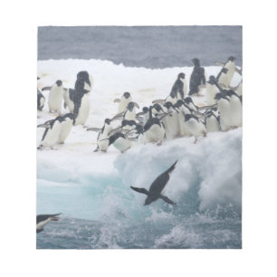 Antarktika, Paulet-Insel. Adeliepinguine Notizblock