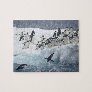 Antarktika, Paulet-Insel. Adeliepinguine Puzzle