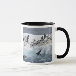 Antarktika, Paulet-Insel. Adeliepinguine Tasse