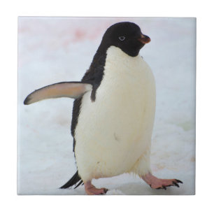 Antarktika. Petermann-Insel. Adeliepinguin Fliese