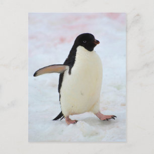 Antarktika. Petermann-Insel. Adeliepinguin Postkarte