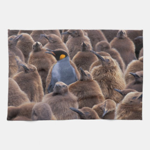 Antarktika, South Georgia Island, Königspinguine Küchentuch