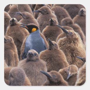 Antarktika, South Georgia Island, Königspinguine Quadratischer Aufkleber