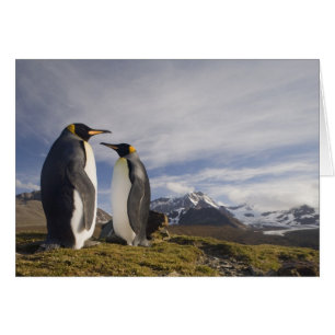 Antarktika, South Georgia Island (UK), König