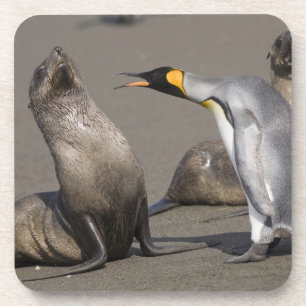 Antarktika, South Georgia Island (UK), König 3 Getränkeuntersetzer