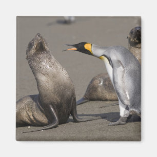 Antarktika, South Georgia Island (UK), König 3 Magnet