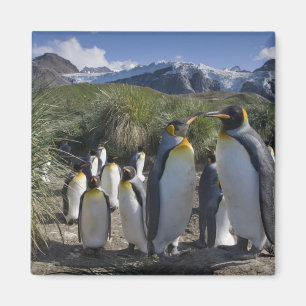 Antarktika, South Georgia Island (UK), König Magnet