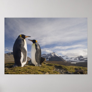 Antarktika, South Georgia Island (UK), König Poster
