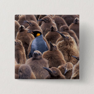 Antarktika, Südgeorgien, Königspinguine Button