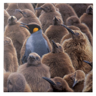 Antarktika, Südgeorgien, Königspinguine Fliese