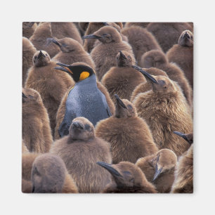 Antarktika, Südgeorgien, Königspinguine Magnet