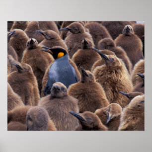 Antarktika, Südgeorgien, Königspinguine Poster