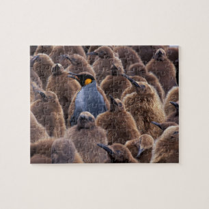 Antarktika, Südgeorgien, Königspinguine Puzzle