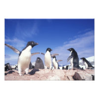 Antarktis, Adelie Penguin Pygoscelis