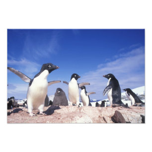 Antarktis, Adelie Penguin Pygoscelis Fotodruck