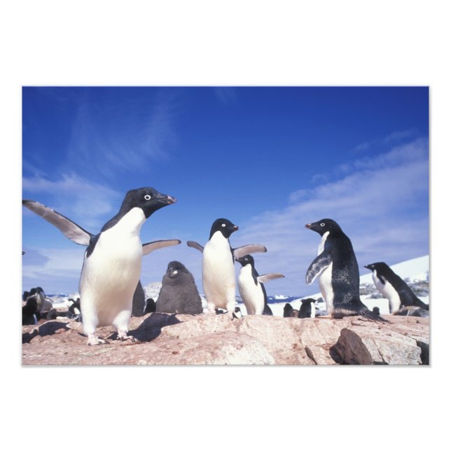 Antarktis, Adelie Penguin Pygoscelis Fotodruck (Vorne)