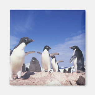 Antarktis, Adelie Penguin Pygoscelis Magnet