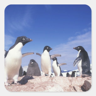 Antarktis, Adelie Penguin Pygoscelis Quadratischer Aufkleber