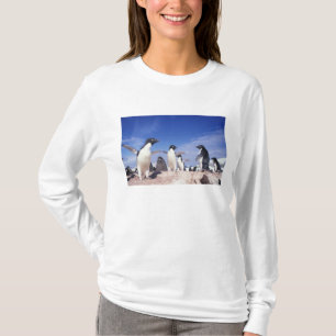 Antarktis, Adelie Penguin Pygoscelis T-Shirt