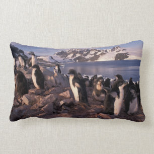 Antarktis, Adelie-Pinguin-Küken Lendenkissen