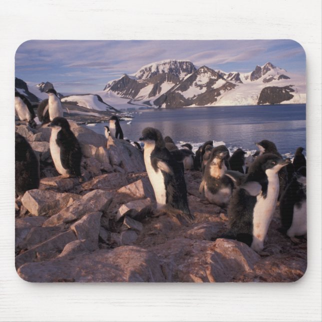 Antarktis, Adelie-Pinguin-Küken Mousepad (Vorne)