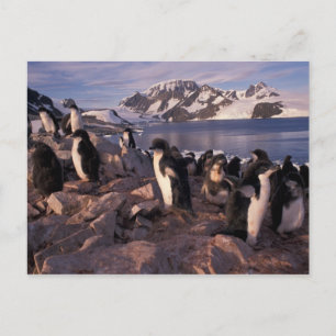 Antarktis, Adelie-Pinguin-Küken Postkarte