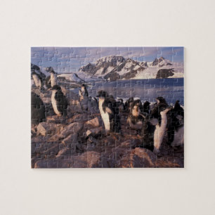 Antarktis, Adelie-Pinguin-Küken Puzzle