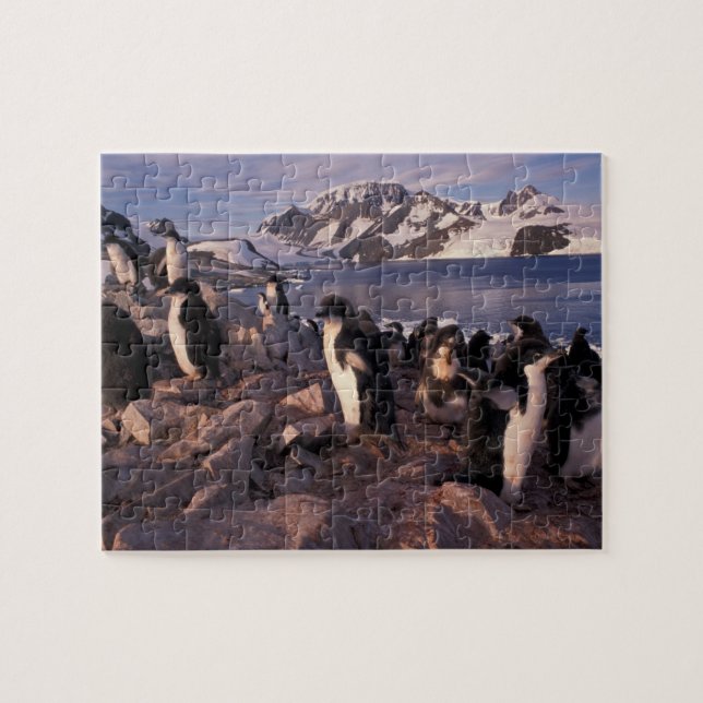 Antarktis, Adelie-Pinguin-Küken Puzzle (Horizontal)