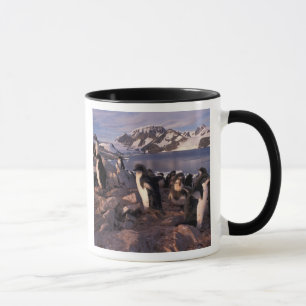 Antarktis, Adelie-Pinguin-Küken Tasse