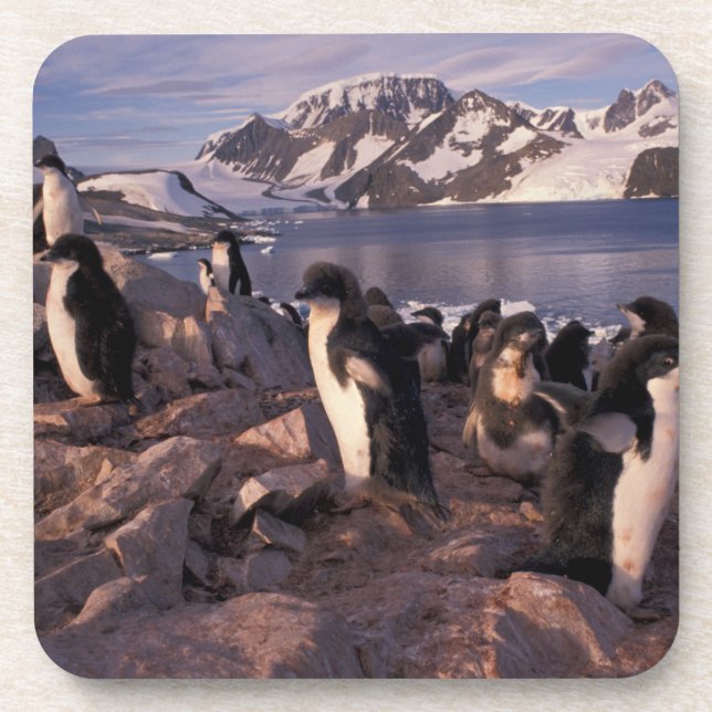 Antarktis, Adelie-Pinguin-Küken Untersetzer (Vorderseite)