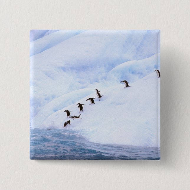 Antarktis, Antarktis-Halbinsel. Chinstrap Button (Vorderseite)