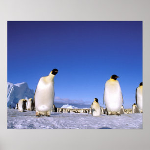 Antarktis, Antarktis, Halbinsel Weddell Sea, 3 Poster