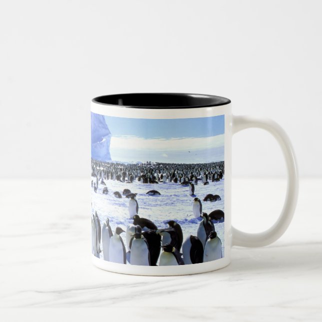Antarktis, Antarktis, Halbinsel Weddell Sea, 5 Zweifarbige Tasse (Rechts)