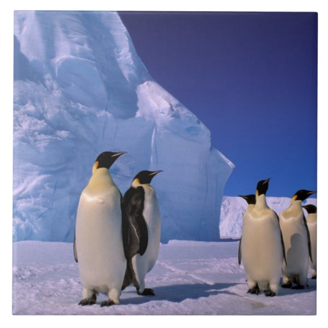 Antarktis, Australisches Antarktis-Gebiet, 7 Fliese (Vorderseite)