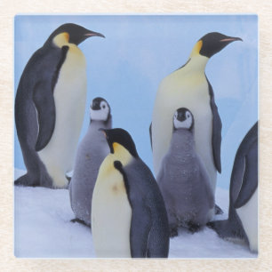 Antarktis, Emporer-Pinguine Glasuntersetzer