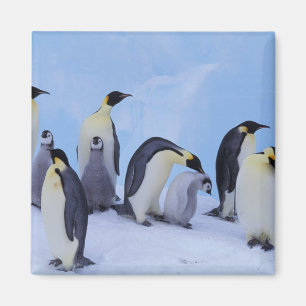 Antarktis, Emporer-Pinguine Magnet
