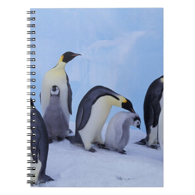 Antarktis, Emporer-Pinguine Notizblock (Vorderseite)