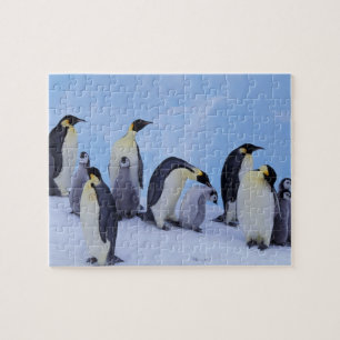 Antarktis, Emporer-Pinguine Puzzle