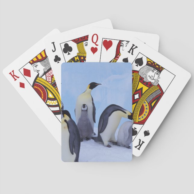 Antarktis, Emporer-Pinguine Spielkarten (Rückseite)