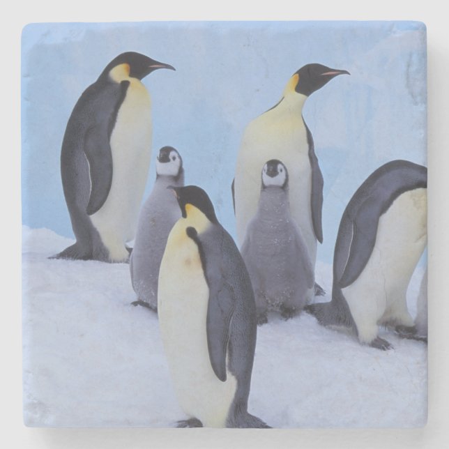 Antarktis, Emporer-Pinguine Steinuntersetzer (Vorderseite)
