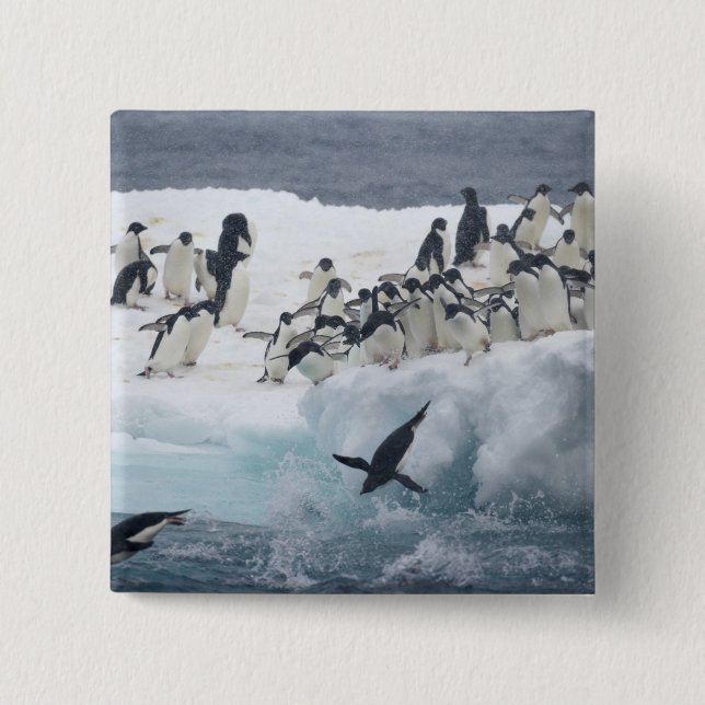 Antarktis, Insel Paulet. Adelie Pinguine Button (Vorderseite)