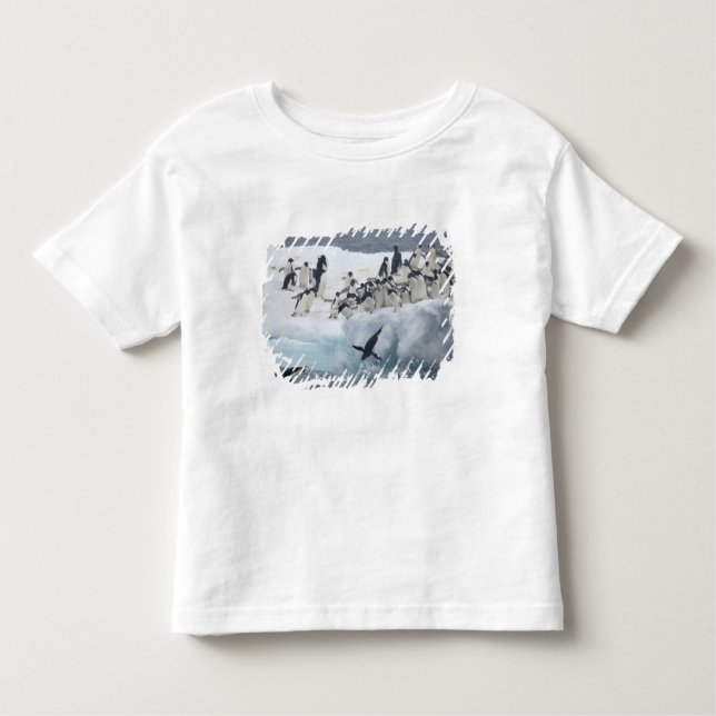 Antarktis, Insel Paulet. Adelie Pinguine Kleinkind T-shirt (Vorderseite)