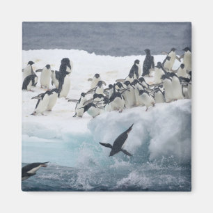 Antarktis, Insel Paulet. Adelie Pinguine Magnet