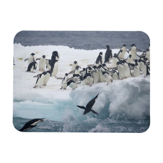 Antarktis, Insel Paulet. Adelie Pinguine Magnet (Horizontal)
