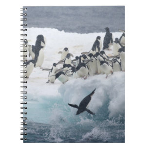 Antarktis, Insel Paulet. Adelie Pinguine Notizblock