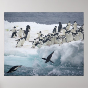 Antarktis, Insel Paulet. Adelie Pinguine Poster