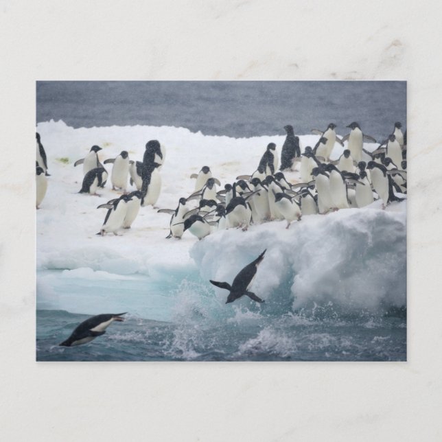 Antarktis, Insel Paulet. Adelie Pinguine Postkarte (Vorderseite)