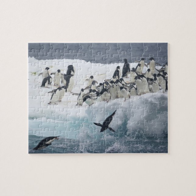 Antarktis, Insel Paulet. Adelie Pinguine Puzzle (Horizontal)