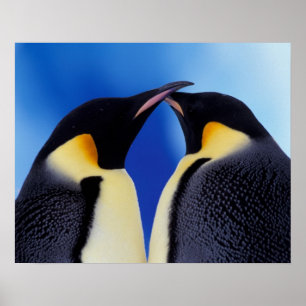 Antarktis, Kaiser Pinguin (Aptenodytes 2 Poster